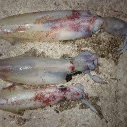 ケンサキエギング