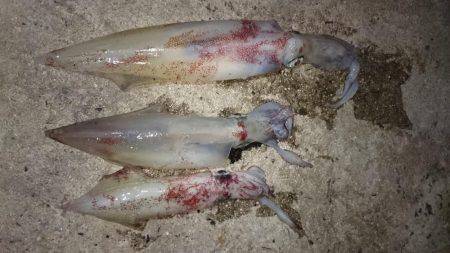 ケンサキエギング