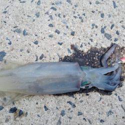 ケンサキエギング