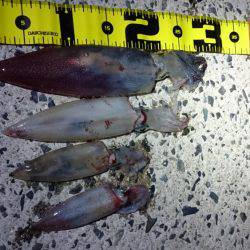 仕事終わりケンサキエギング