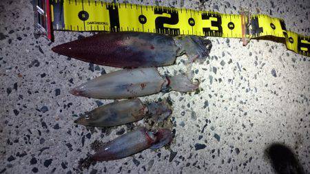 仕事終わりケンサキエギング