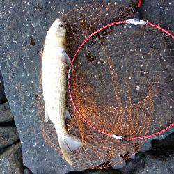 前回釣れたポイントに、サイズアップ狙い！