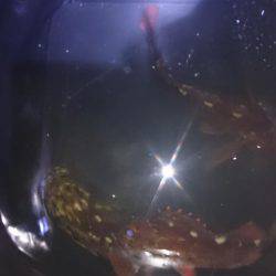 エギングのちガッシー