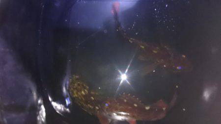 エギングのちガッシー