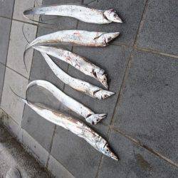 タチウオ6本とツバス1匹