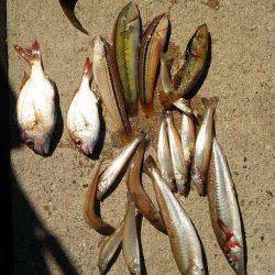 オチビトとチョイ投げ