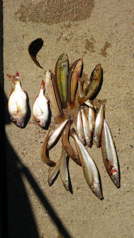 オチビトとチョイ投げ