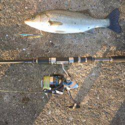 ツバス激釣&シーバス