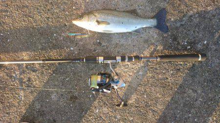 ツバス激釣&シーバス