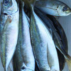 アジはまだいる？