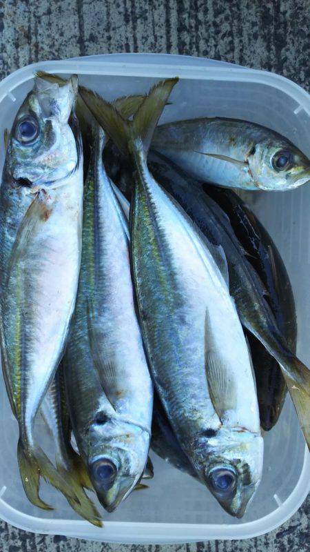 アジはまだいる？