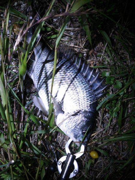 初めての淀川チニング♪