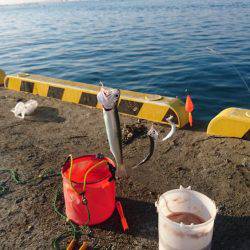 イワシの刺身が食べたくて