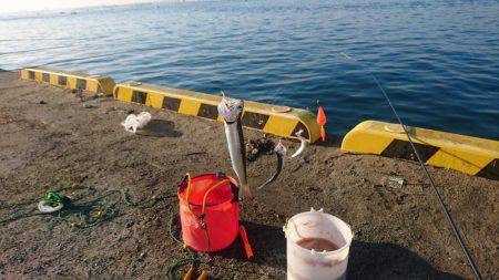 イワシの刺身が食べたくて