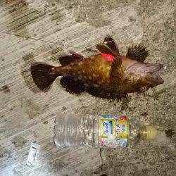 ガシラとオマケ