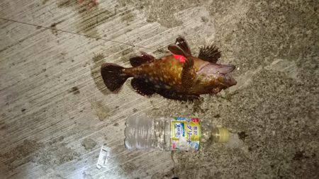 ガシラとオマケ