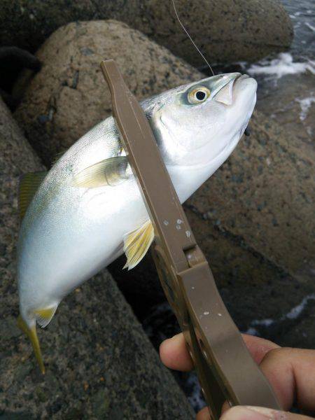 ちっこくても青物♪