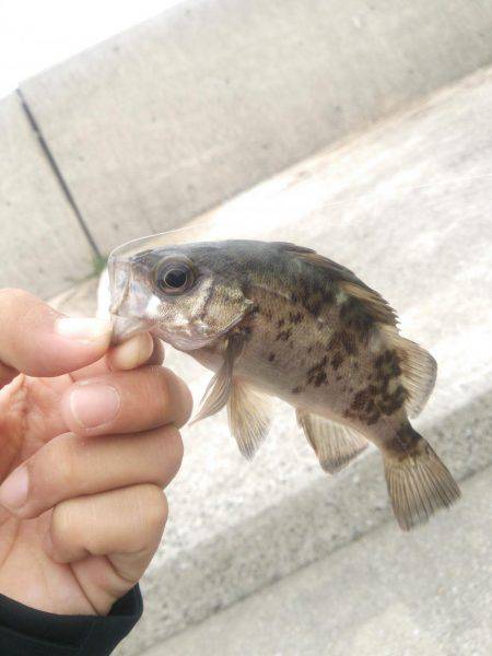 デイアジ&デイメバル