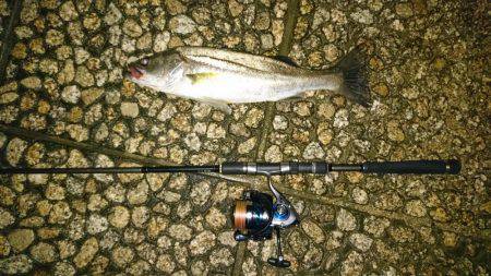 ナイトシーバス