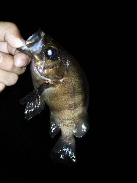 どしゃ降りアジメバル!!