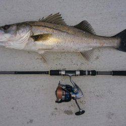 トップシーバスゲーム