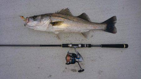 トップシーバスゲーム