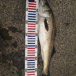 スズキケンサキ