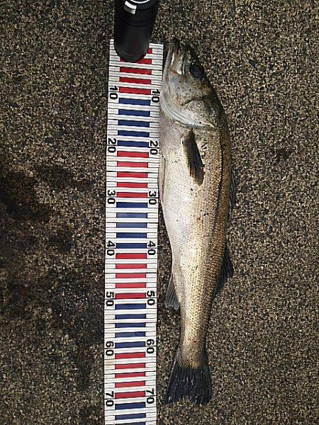 スズキケンサキ