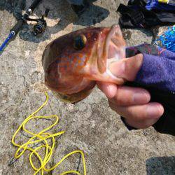 ショアスローで