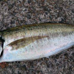 次はアジングで