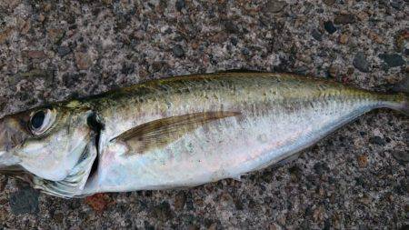 次はアジングで