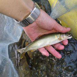 今年初の鮎釣り