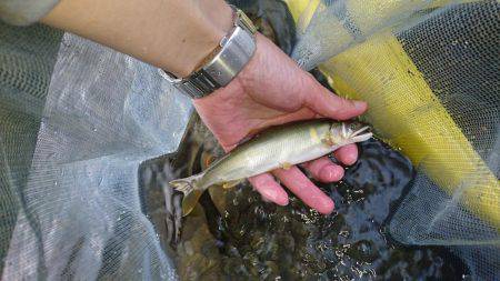 今年初の鮎釣り