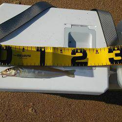 丹後サーフのシロギス