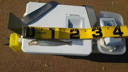 丹後サーフのシロギス