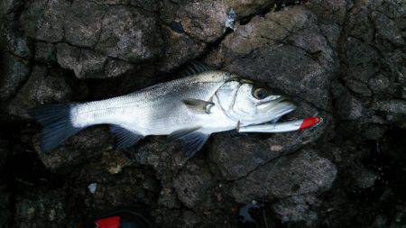 久しぶりの青物