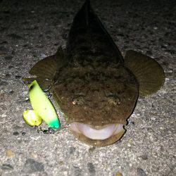 フラットフィッシュ