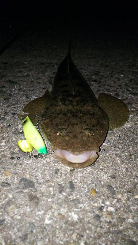 フラットフィッシュ