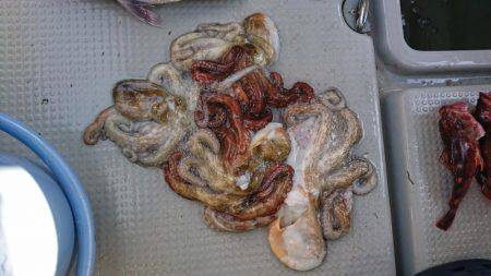 鯛爆釣❗タコも爆釣❗