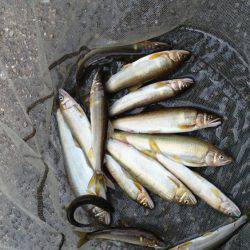 和歌山の小河川で