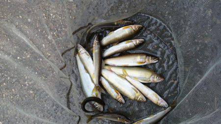 和歌山の小河川で