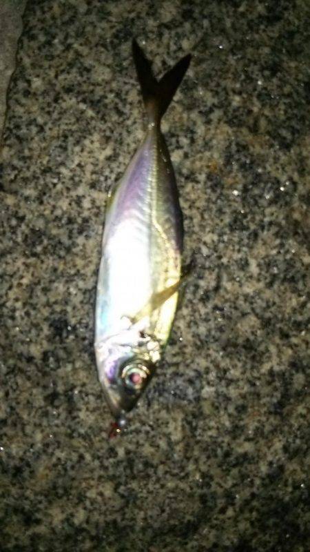 アジ美味い♪(*´ー｀*)