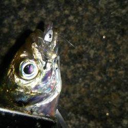 みなとみらいのアジはどうなった!?