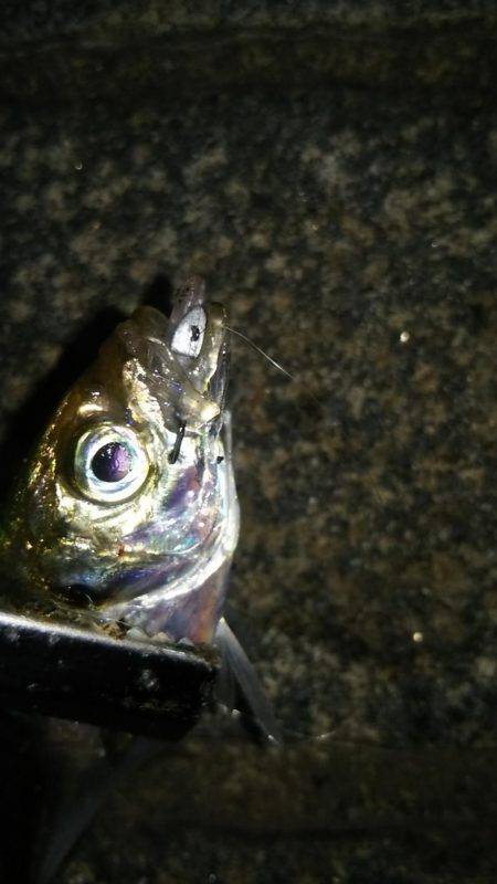 みなとみらいのアジはどうなった!?