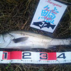 兵庫県円山川シーバス❗❗❗❗❗❗❗❗❗