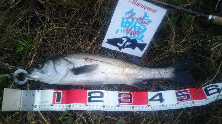 兵庫県円山川シーバス❗❗❗❗❗❗❗❗❗