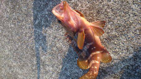 堤防の足下でアコウが