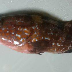 アコウを含む五目達成