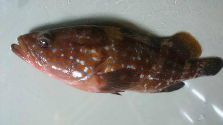 アコウを含む五目達成