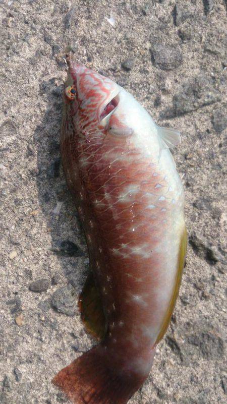 接岸してきてる！？